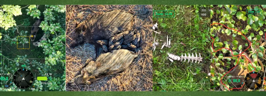 drohnenaufnahmen von wildschweinen, die vermutlich von der afrikanischen schweinepest betroffen sind